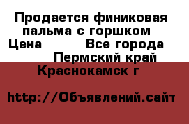Продается финиковая пальма с горшком › Цена ­ 600 - Все города  »    . Пермский край,Краснокамск г.
